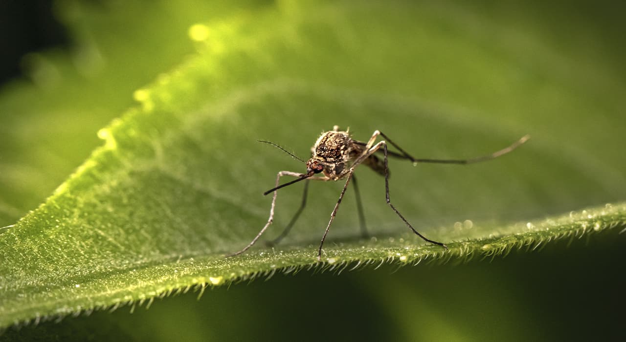 Mr. Mosquito – Mosquito Life Simulator